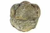 Long, Curled Morocops Trilobite - Morocco #323513-2
